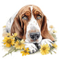 Bassett Hound Pictures