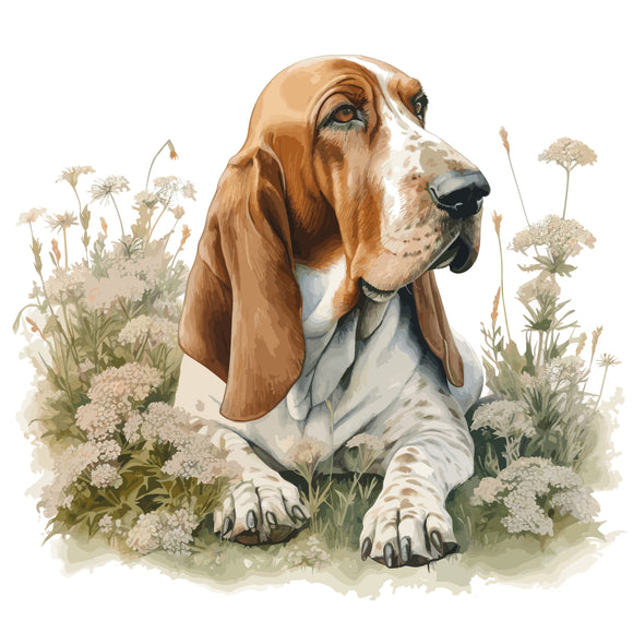 Bassett Hound 6