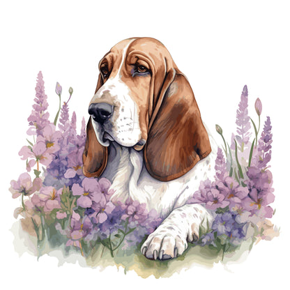 Bassett Hound Pictures