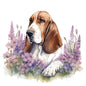 Bassett Hound Pictures