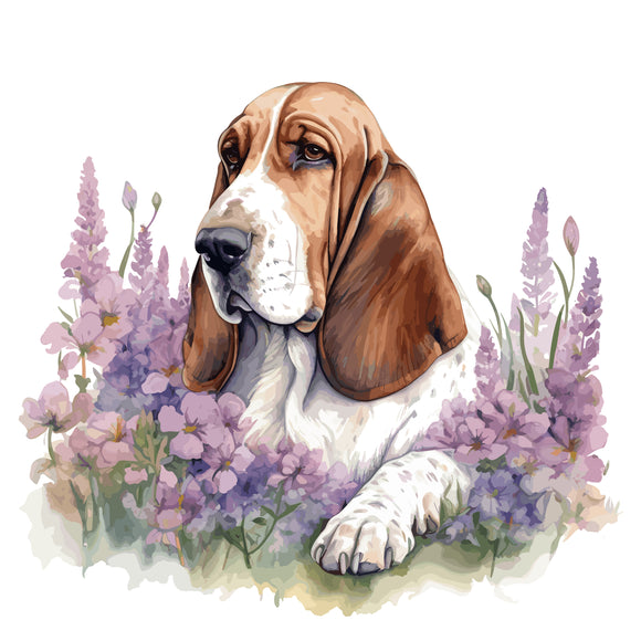 Bassett Hound 7