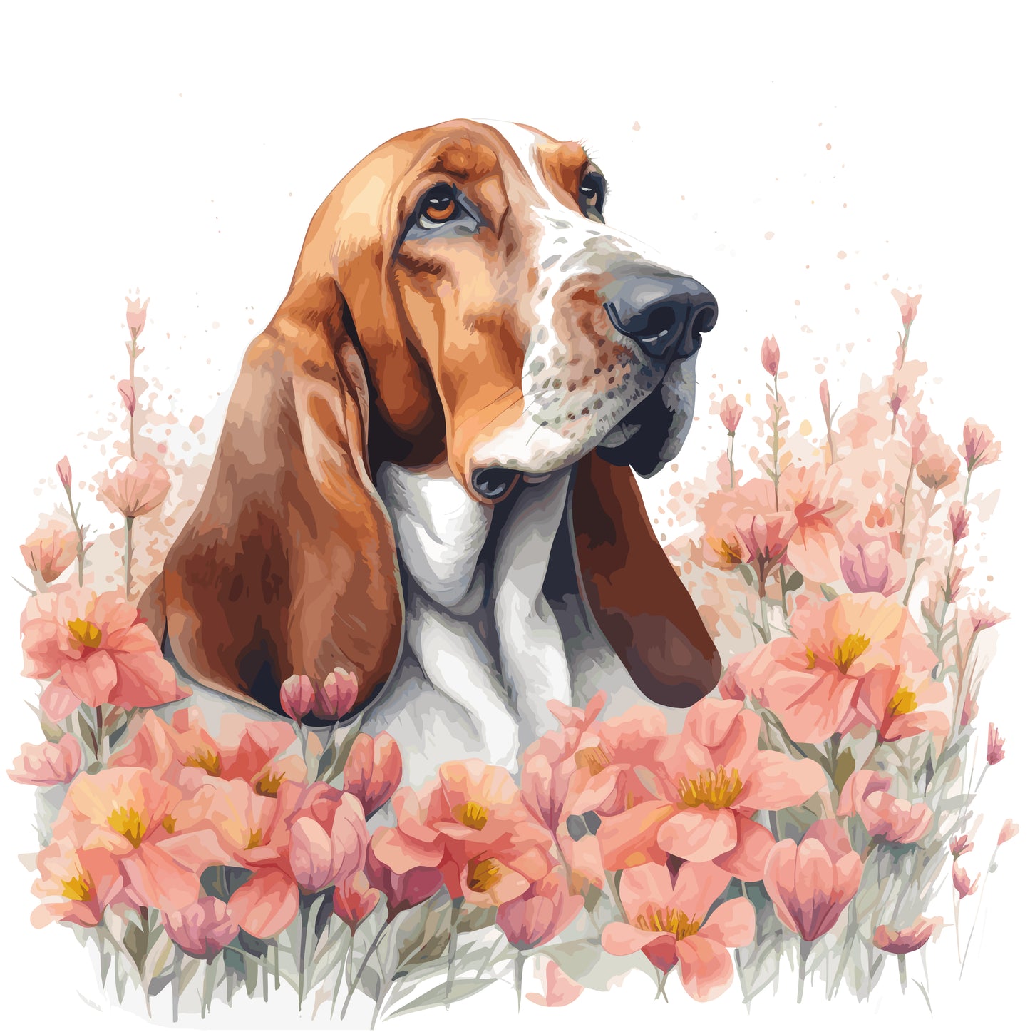Bassett Hound Pictures