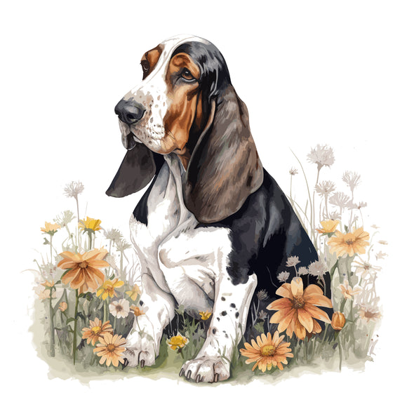 Bassett Hound 9