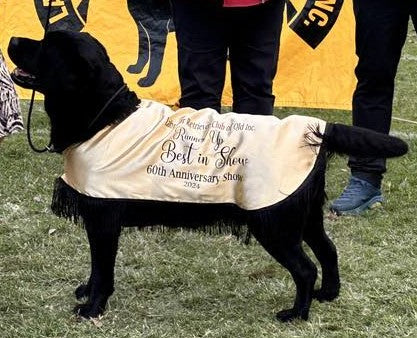 Show Coat - BEST IN SHOW PRIZE