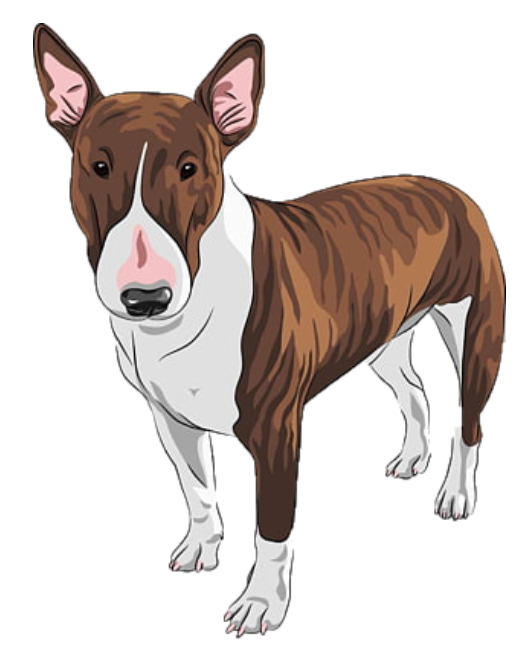 Bull Terrier 2