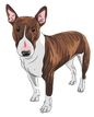 Bull Terrier 2