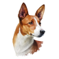 Basenji Pictures