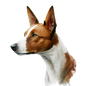 Basenji Pictures