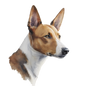 Basenji Pictures