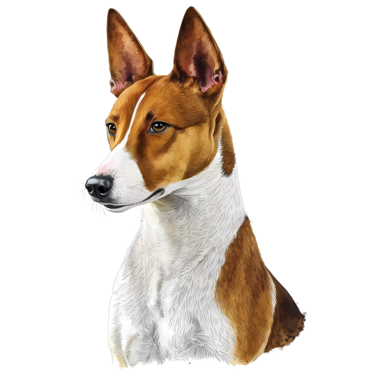 Basenji 15