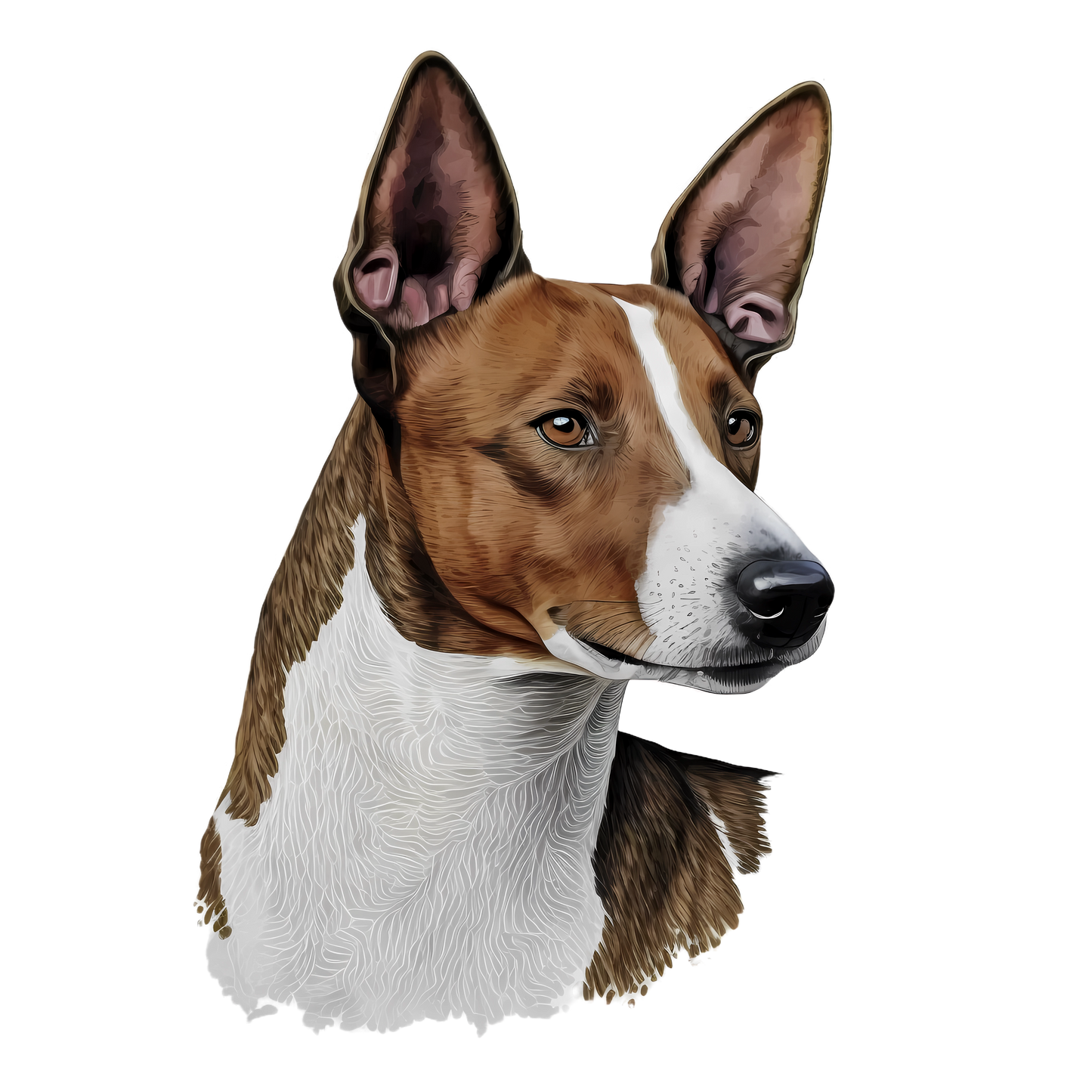 Basenji Pictures