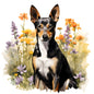 Basenji 4