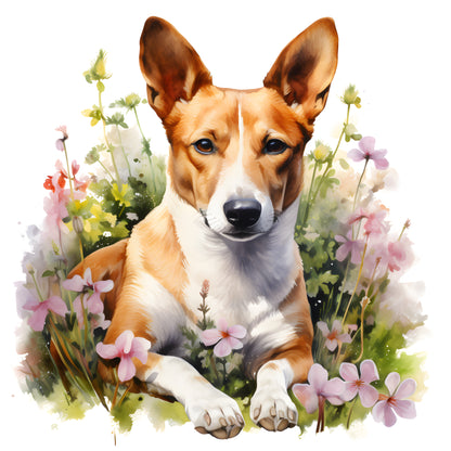 Basenji Pictures