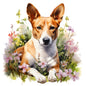 Basenji Pictures