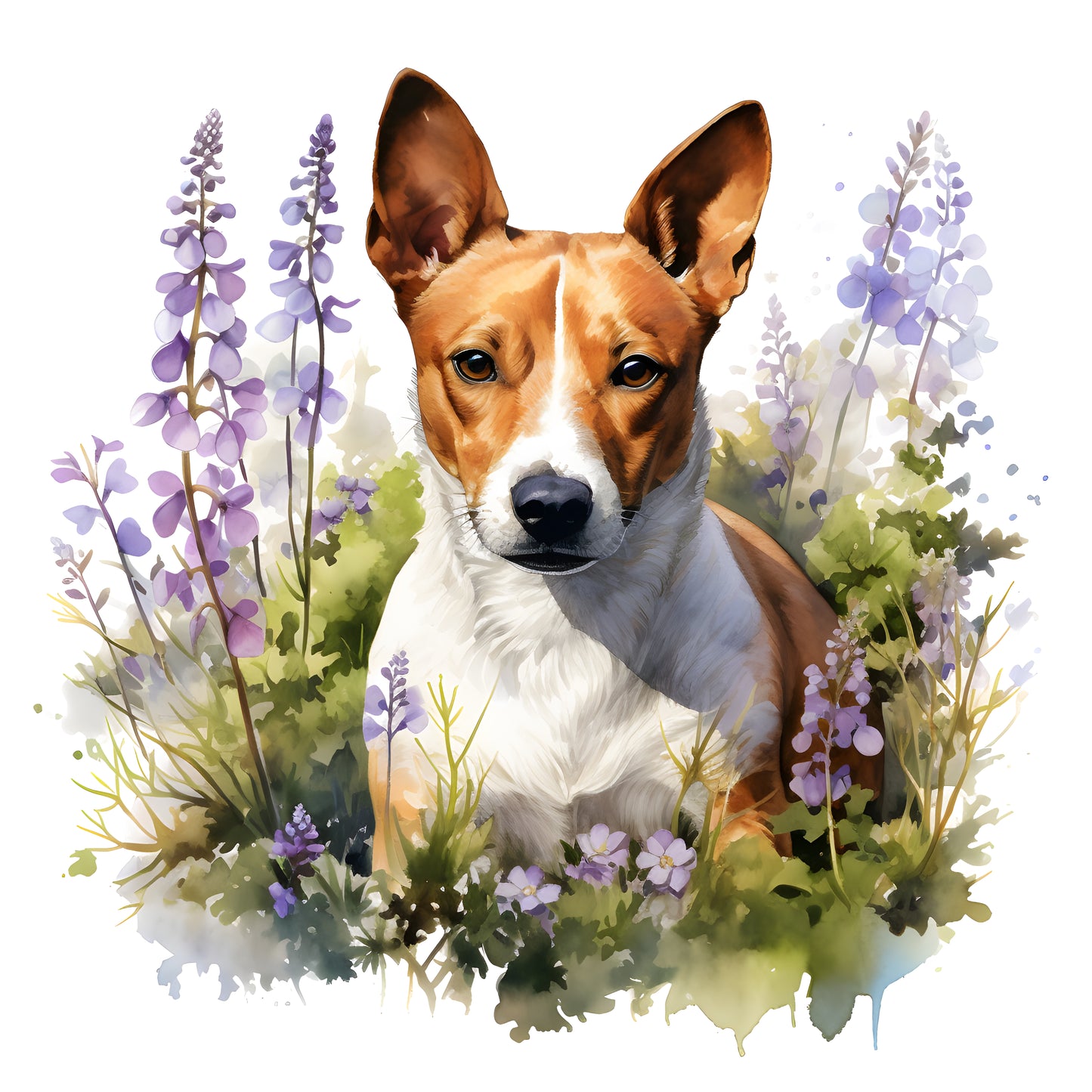 Basenji Pictures