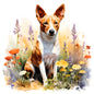Basenji Pictures