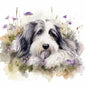 Bearded Collie 10