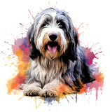 Bearded Collie 11