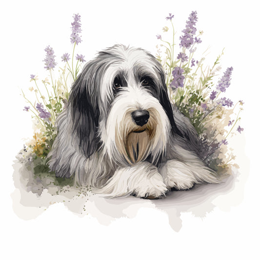Bearded Collie 3