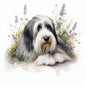 Bearded Collie 3