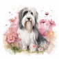 Bearded Collie 4