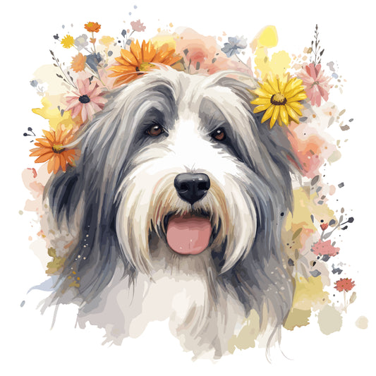 Bearded Collie 6
