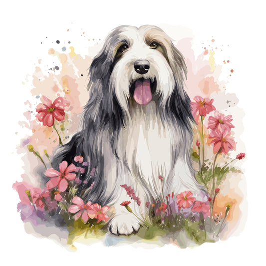 Bearded Collie 9