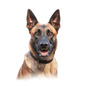Belgian Malinois 10