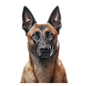 Belgian Malinois 11