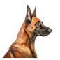 Belgian Malinois 12