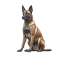 Belgian Malinois 13