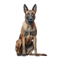 Belgian Malinois 14