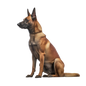 Belgian Malinois 15
