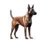 Belgian Malinois 16