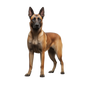 Belgian Malinois 3