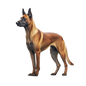 Belgian Malinois 4