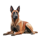 Belgian Malinois 5