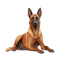 Belgian Malinois 6