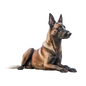 Belgian Malinois 7