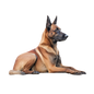 Belgian Malinois 8
