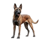 Belgian Malinois 9
