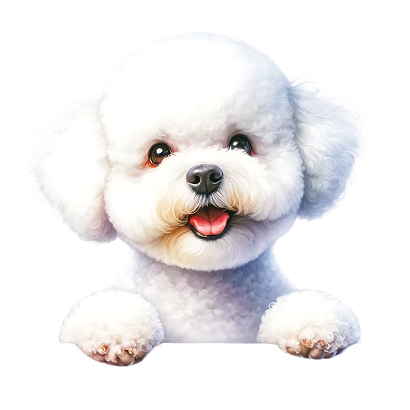 Bichon Frise 11