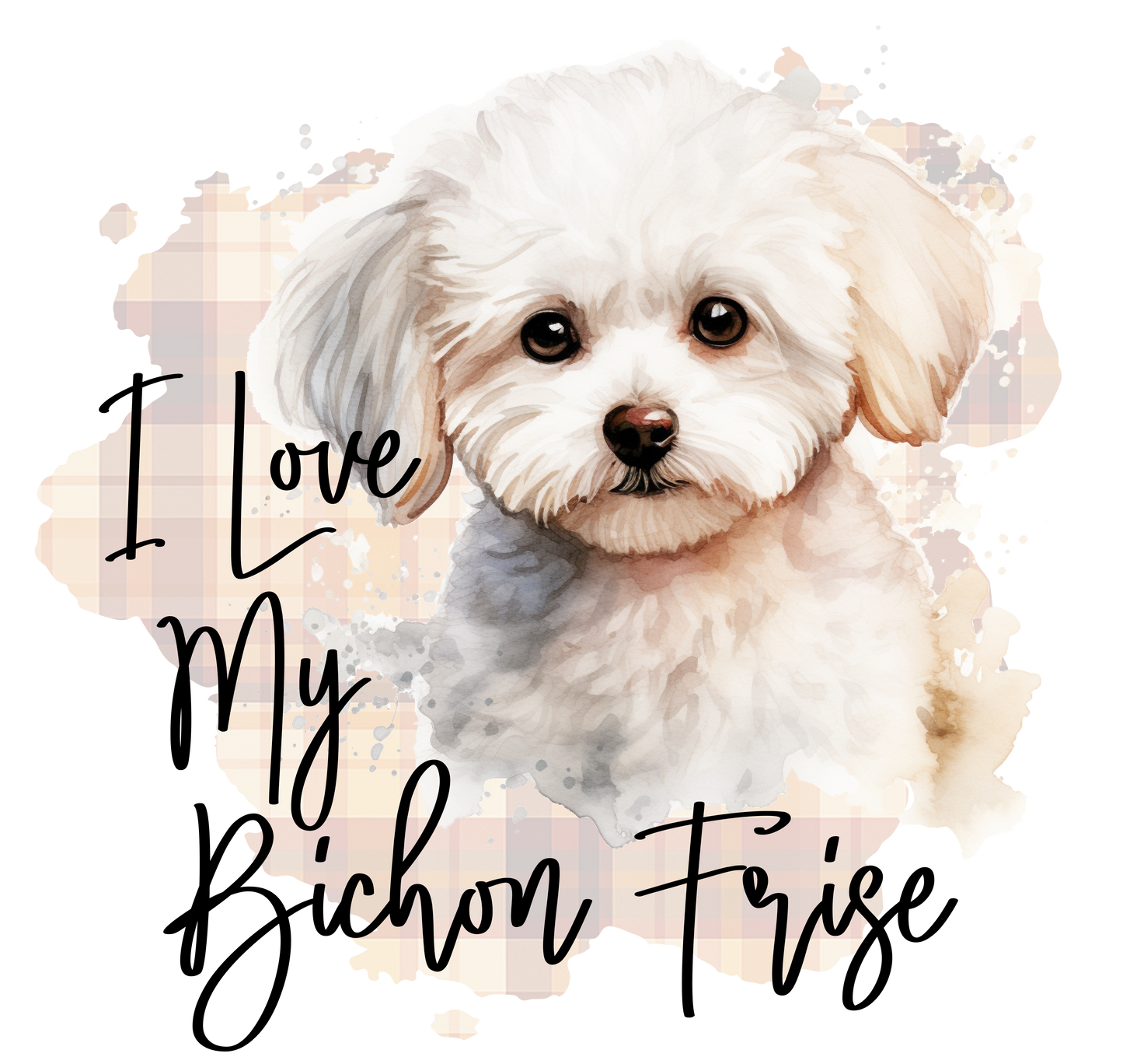Bichon Frise 13