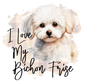 Bichon Frise 13
