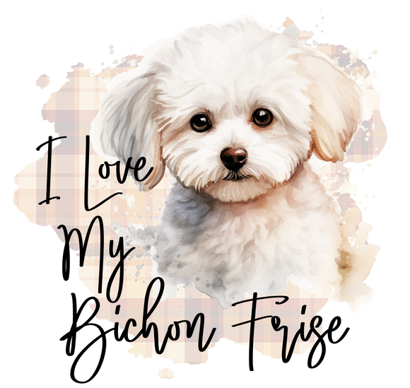 Bichon Frise 13