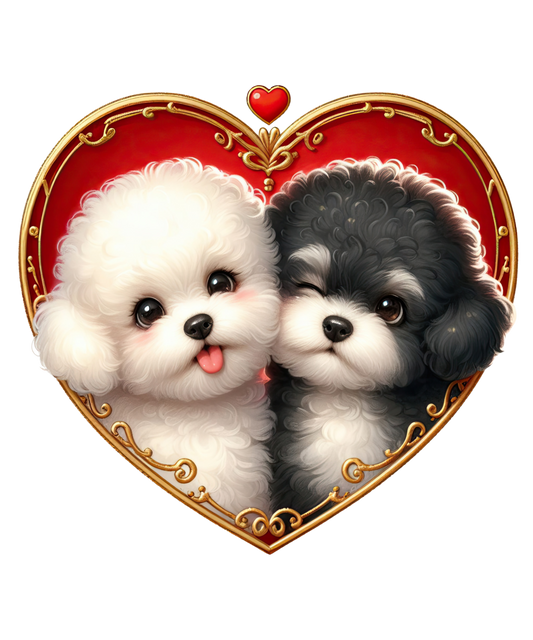 Bichon Frise 14