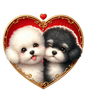 Bichon Frise 14