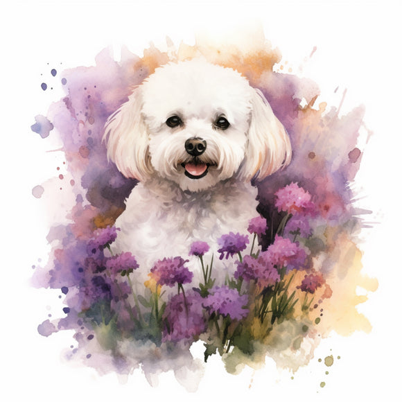 Bichon Frise 1