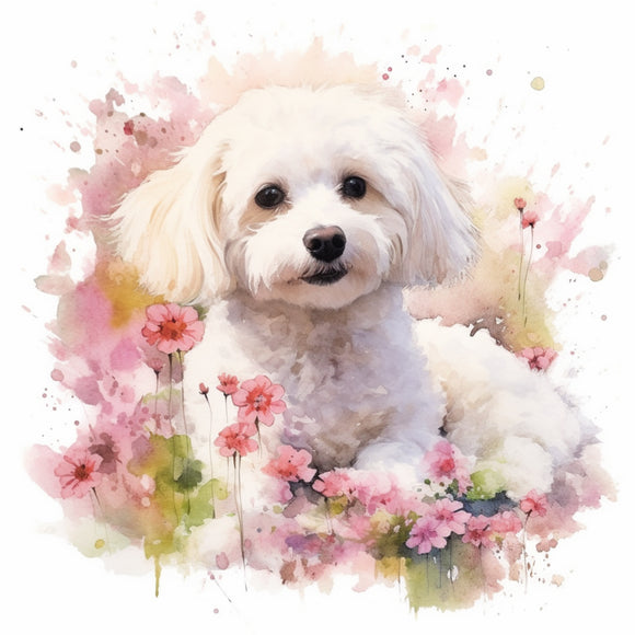 Bichon Frise 2