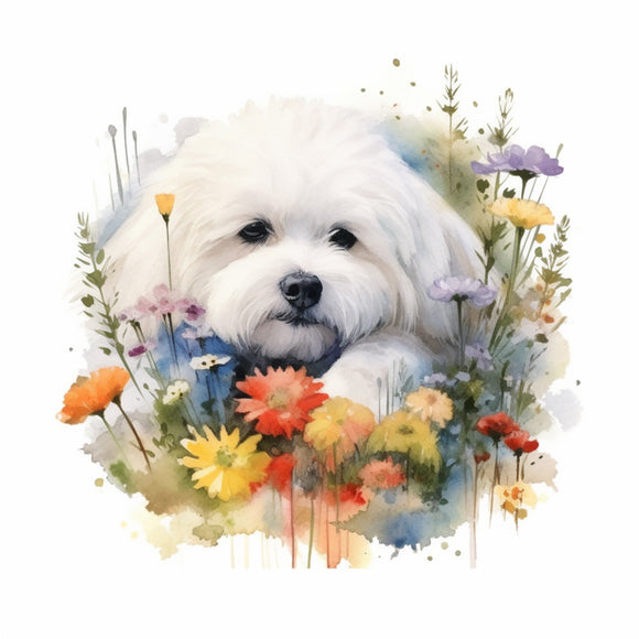 Bichon Frise 3